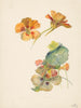 Study Sheet on the Indian Cherry Tree - Albertus Steenbergen — artwork view