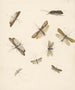 Study Sheet with Eight Moths - Albertus Steenbergen — artwork view