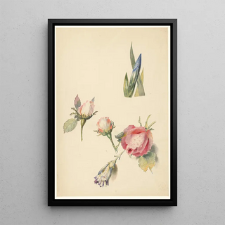 Albertus Steenbergen - Studieblad met drie rozen en een iris.webp