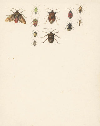Albertus Steenbergen - Studieblad met elf verschillende kevers.webp