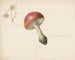 Study sheet with mushrooms, Amanita rubescens and Marasmius rotula - Albertus Steenbergen — artwork view