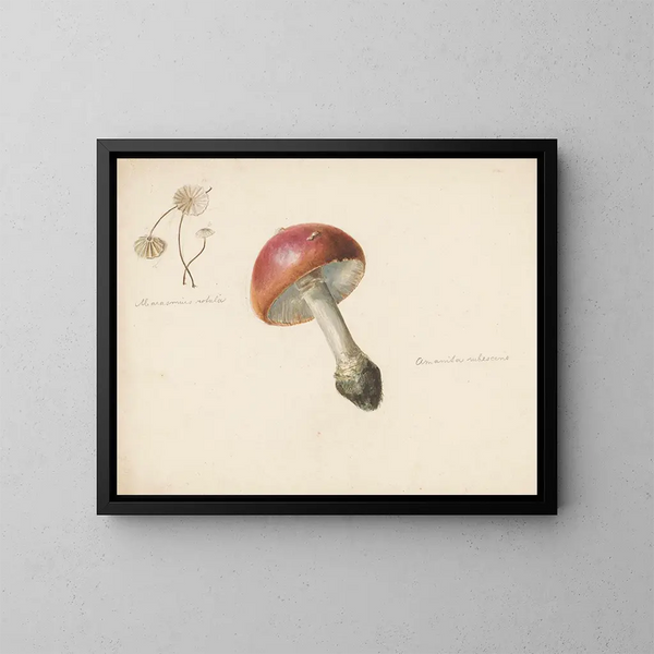 Hoja de estudio con hongos, Amanita rubescens y Marasmius rotula - Albertus Steenbergen — cuadro enmarcado en la pared