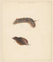 Study Sheet with Caterpillar and Moths Lasiocampa Quireifolia - Albertus Steenbergen — artwork view