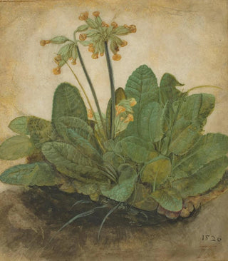 Albrecht Drer - Tuft of Cowslips.webp