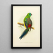 Perruche à croupion rouge - Alexander Francis Lydon — framed artwork on a wall
