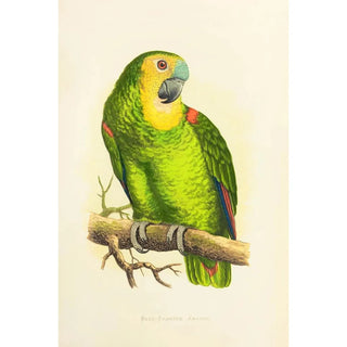 Alexander Francis Lydon - BlueFronted Amazon.webp