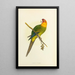 Reproduction of the painting Perruche de Caroline ou Conure - Alexander Francis Lydon