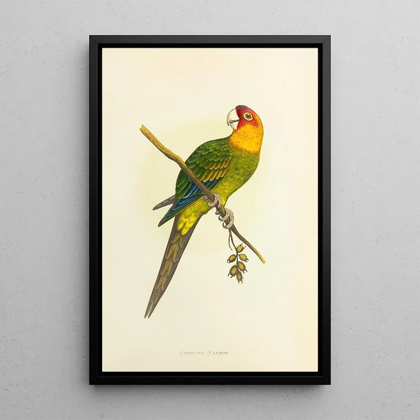 Alexander Francis Lydon - Carolina Parrot or Conure.webp