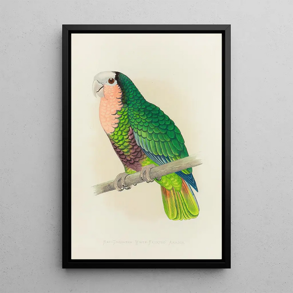 Alexander Francis Lydon - Cuban Parrot or RedThroated WhiteHeaded Amazon.webp