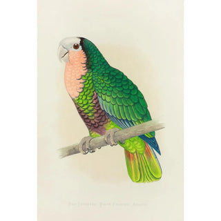 Alexander Francis Lydon - Cuban Parrot or RedThroated WhiteHeaded Amazon.webp
