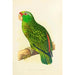 Festive Amazon Parrot Painting - Alexander Francis Lydon — artwork view