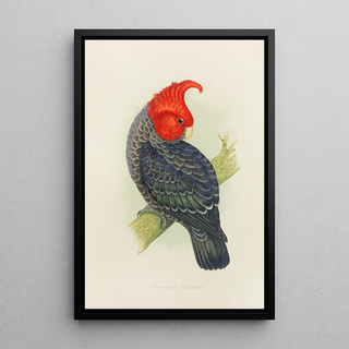 Alexander Francis Lydon - GangGang Cockatoo.webp