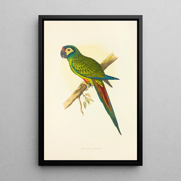 Alexander Francis Lydon - Illigers Macaw.webp