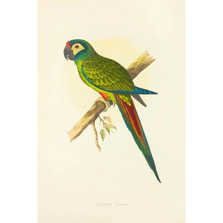 Alexander Francis Lydon - Illigers Macaw.webp