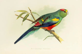 Alexander Francis Lydon - ManyColoured Parrakeet.webp