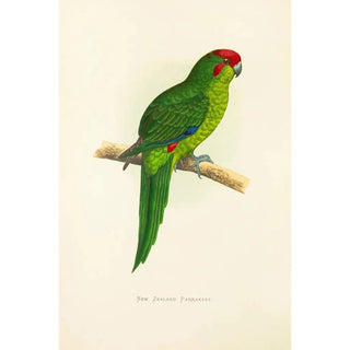 Alexander Francis Lydon - New Zealand Parrakeet.webp