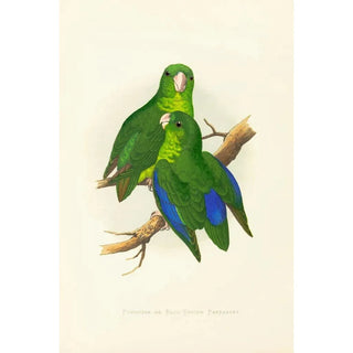 Alexander Francis Lydon - Passerine or BlueWinged Parrakeet.webp