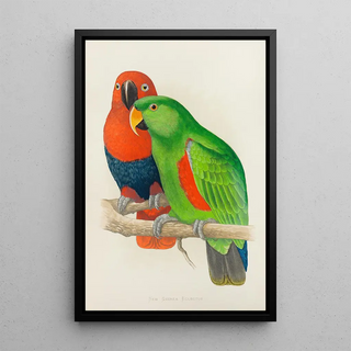 Alexander Francis Lydon - RedSided or New Guinea Eclectus.webp