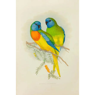 Alexander Francis Lydon - Splendid Parrakeet.webp