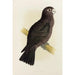 Parrot vasa - Alexander Francis Lydon — artwork view