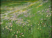 Prairie de flores cerca de Weling - Alexander Koester — vista de la obra