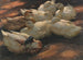 Patos en el suelo - Alexander Koester — vista de la obra