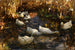 Ducks by the pond - Alexander Koester — artwork view