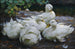 Five White Ducks Resting - Alexander Koester — artwork view