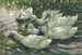 Seis patos bajo un sauce - Alexander Koester — vista de la obra