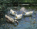 Cuatro patos en el estanque - Alexander Koester — vista de la obra