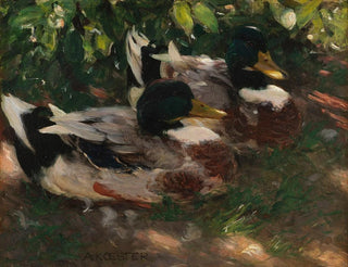 Alexander Koester - Zwei Erpel auf dem Wasser.webp