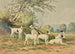 Seis Jack Russell Terriers - Alexander Pope Jr — vista de la obra