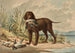 Retriever with curly coat standing, mallard in the mouth, three other ducks on the ground - Alexander Pope Jr — artwork view