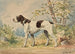 Pointer English standing facing left - Alexander Pope Jr — artwork view