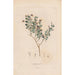 Botánico Pl17 - Alexander von Humboldt — vista de la obra