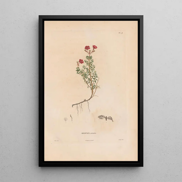 Alexander von Humboldt - Botanique Pl20.webp