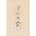Botanical Painting Pl23 - Alexander von Humboldt — artwork view