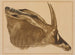 Antílope hippotrague - Alexandre Iacovleff — vista de la obra