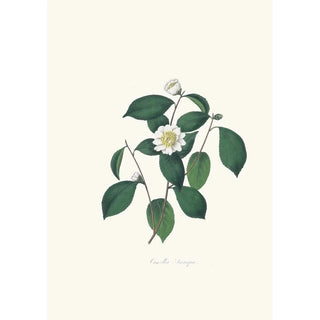 Alfred Chandler - Illustrations and descriptions of the plants which compose the natural order Camellieae Pl05.webp