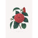 Illustrations and descriptions of the plants that make up the natural order of Camellieae Pl12 - Alfred Chandler