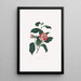 ilustraciones y descripciones de las plantas que componen el orden natural de las Camellieae Pl13 - Alfred Chandler