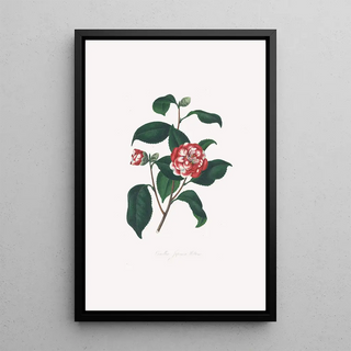 Alfred Chandler - Illustrations and descriptions of the plants which compose the natural order Camellieae Pl13.webp