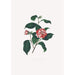 ilustraciones y descripciones de las plantas que componen el orden natural de las Camellieae Pl13 - Alfred Chandler