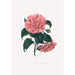 Illustrations and descriptions of the plants that make up the natural order of Camellieae Pl19 - Alfred Chandler — artwork view