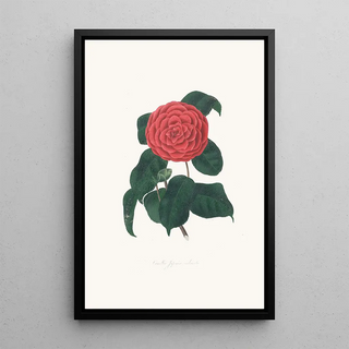 Alfred Chandler - Illustrations and descriptions of the plants which compose the natural order Camellieae Pl22.webp