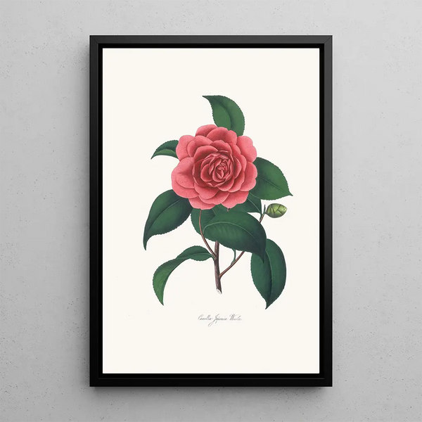 Alfred Chandler - Illustrations and descriptions of the plants which compose the natural order Camellieae Pl23.webp