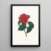 Ilustraciones y descripciones de las plantas que componen el orden natural de las Camellieae Pl25 - Alfred Chandler — cuadro enmarcado en la pared