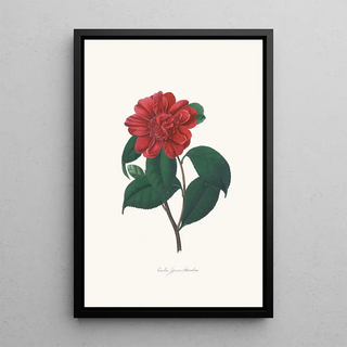 Alfred Chandler - Illustrations and descriptions of the plants which compose the natural order Camellieae Pl25.webp