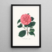 Ilustraciones y descripciones de las plantas que componen el orden natural de las Camellieae Pl26 - Alfred Chandler — cuadro enmarcado en la pared