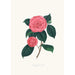Ilustraciones y descripciones de las plantas que componen el orden natural de las Camellieae Pl28 - Alfred Chandler